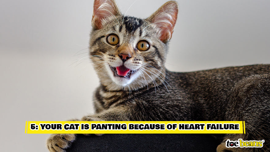 A Cat Panting Image by Toe Beans