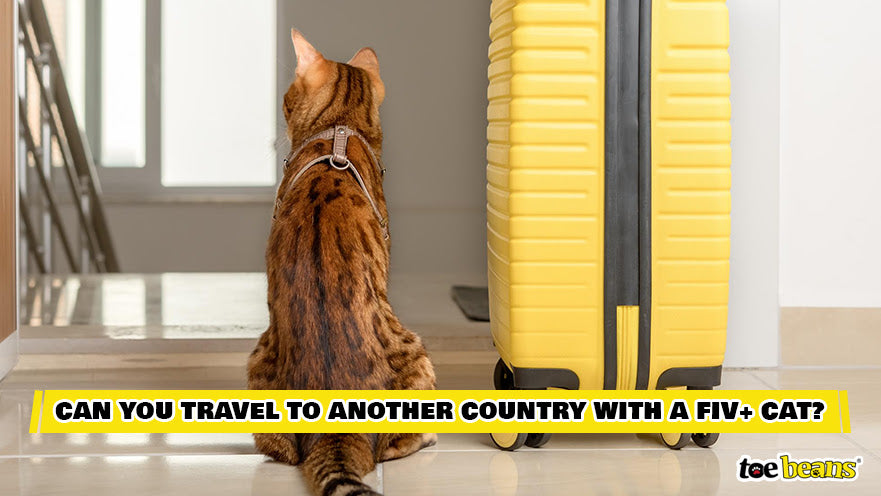 A Cat Sitting Next To A Suitcase Image by Toe Beans