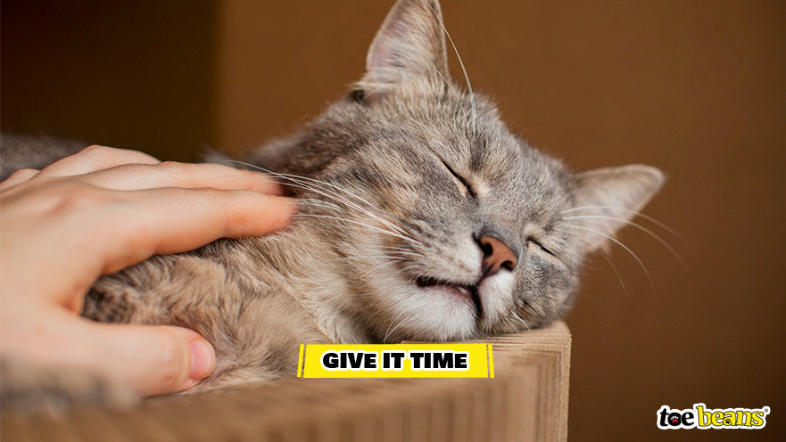 A Cat Sleeping Image by Toe Beans
