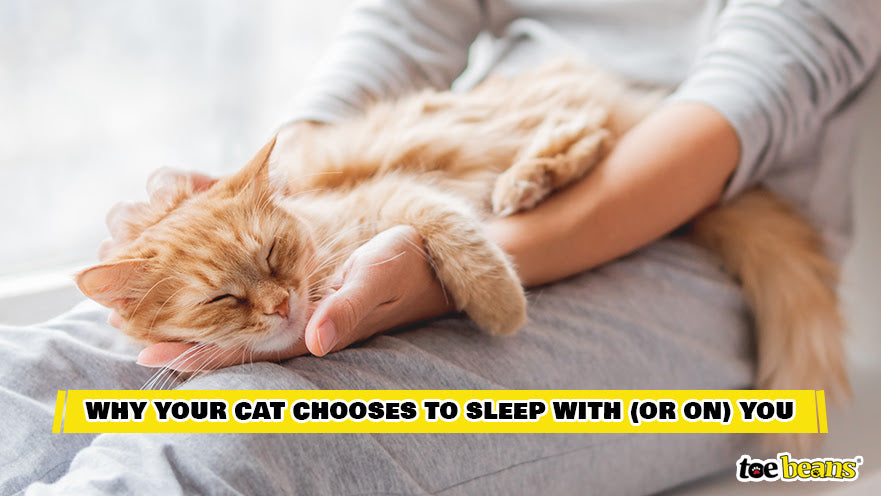 A Cat Sleeping on their Owner Image by Toe Beans