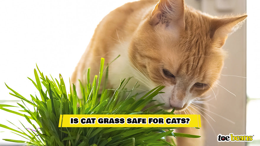A Cat Smelling Cat Grass Image by Toe Beans