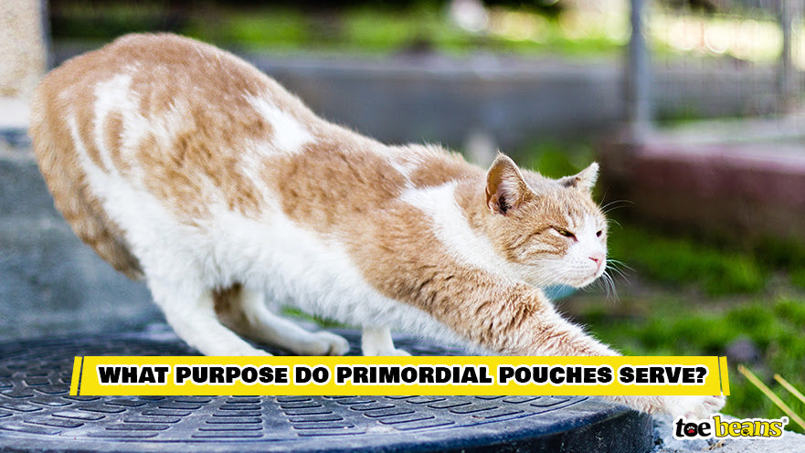 A Cat Stretching Image by Toe Beans