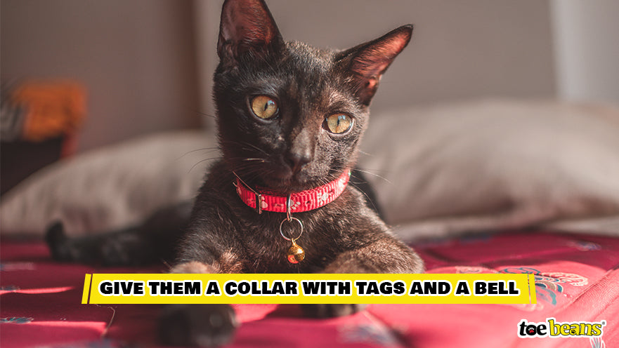 A Cat Wearing a Collar With a Bell Image by Toe Beans