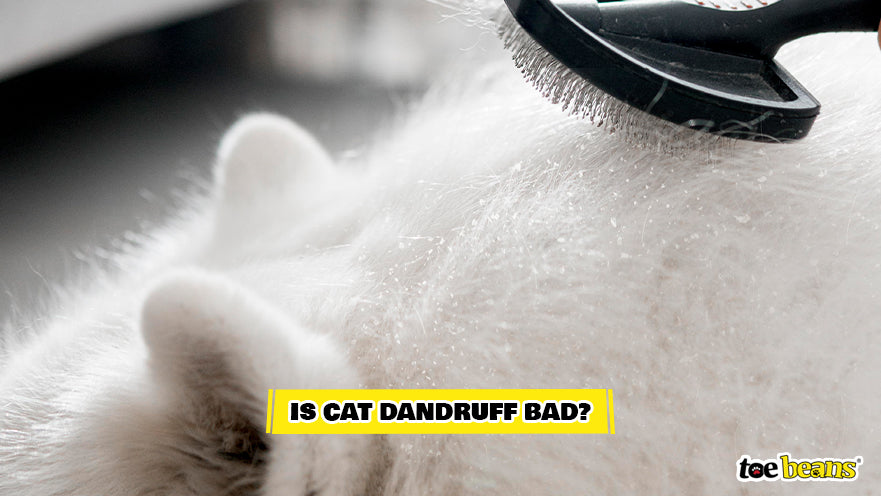 A Cat With Dandruff Image by Toe Beans