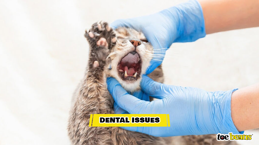 A Cat With Dental Issues Image by Toe Beans