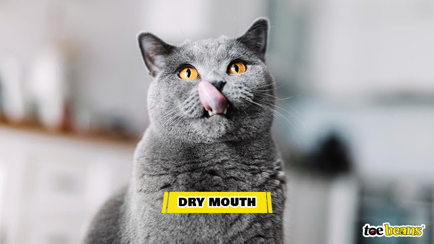 A Cat With Dry Mouth Image by Toe Beans
