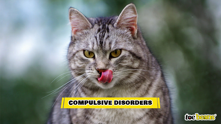 A Cat With a Compulsive Disorder Image by Toe Beans