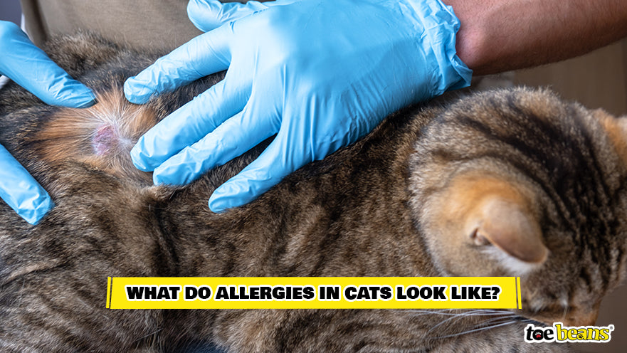 A Cat With a Dermatologic Skin Allergy Image by Toe Beans