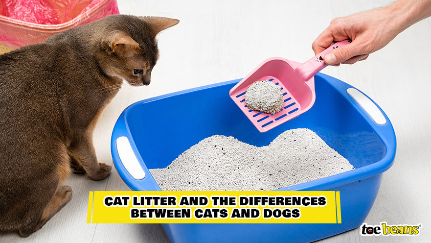 A Cat and Cat Litter Image by Toe Beans