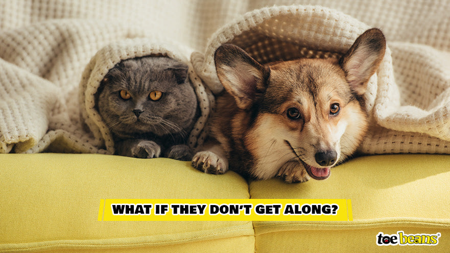 A Cat and Dog Getting Along Image by Toe Beans