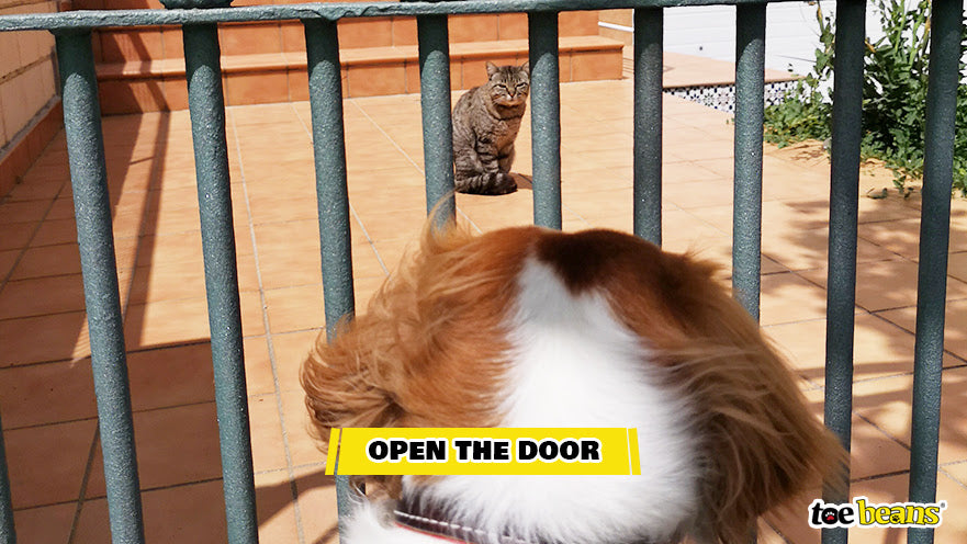 A Cat and Dog Observing One Another Image by Toe Beans
