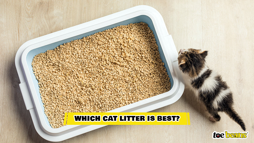 A Cat at a Litter Box Image by Toe Beans