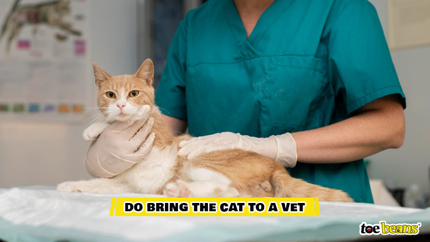 A Cat at the Vet Image by Toe Beans