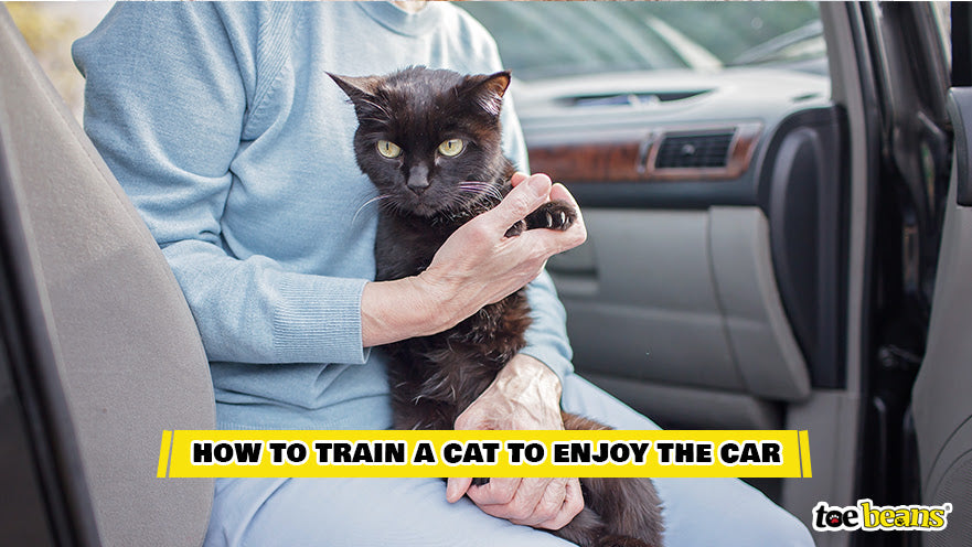 A Cat in a Car Image by Toe Beans