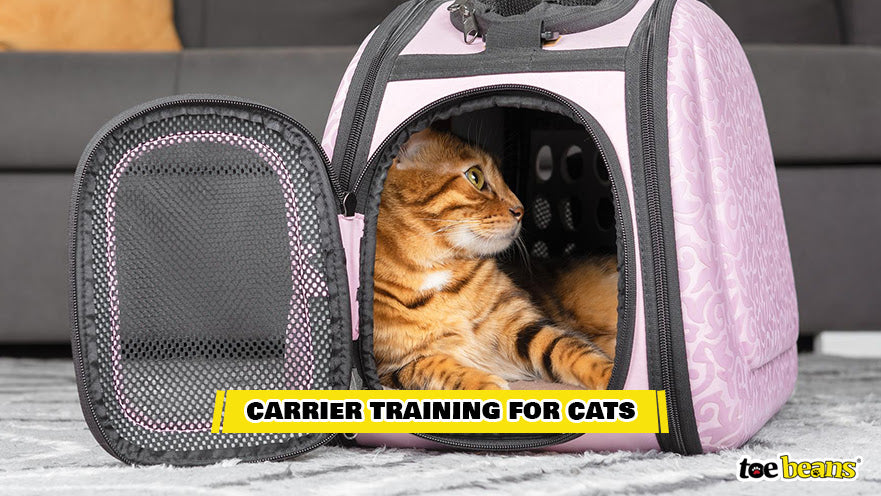 A Cat in a Carrier Image by Toe Beans