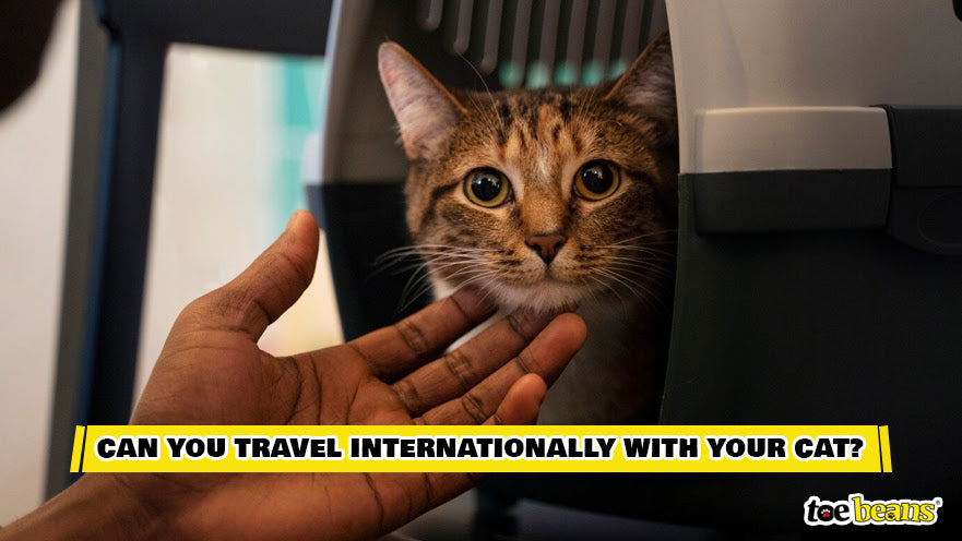 A Cat In A Carrier Image by Toe Beans