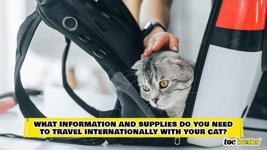 A Cat In A Carrier Backpack Image by Toe Beans