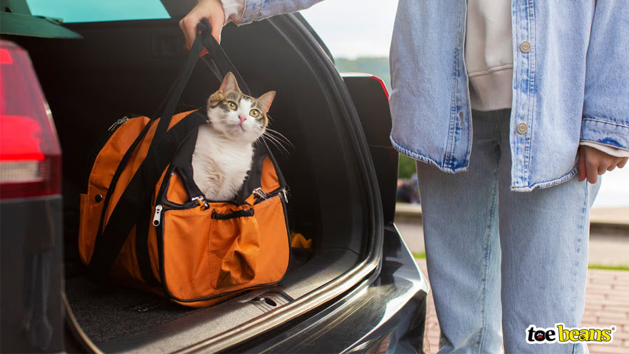 A Cat in a Carrier in a Car Image by Toe Beans