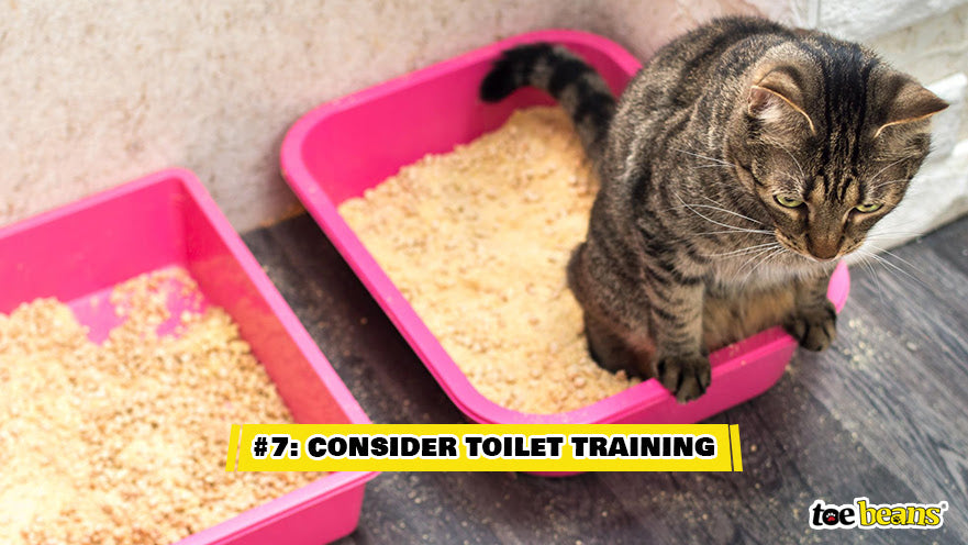 A Cat In A Litter Box Image by Toe Beans