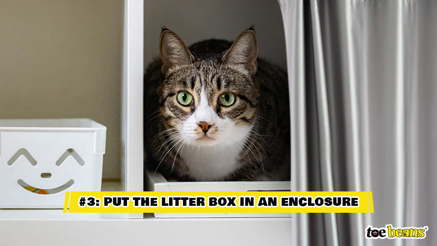A Cat In An Enclosed Area Image by Toe Beans