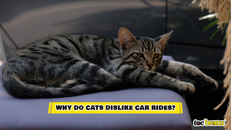 A Cat on a Car Ride Image by Toe Beans