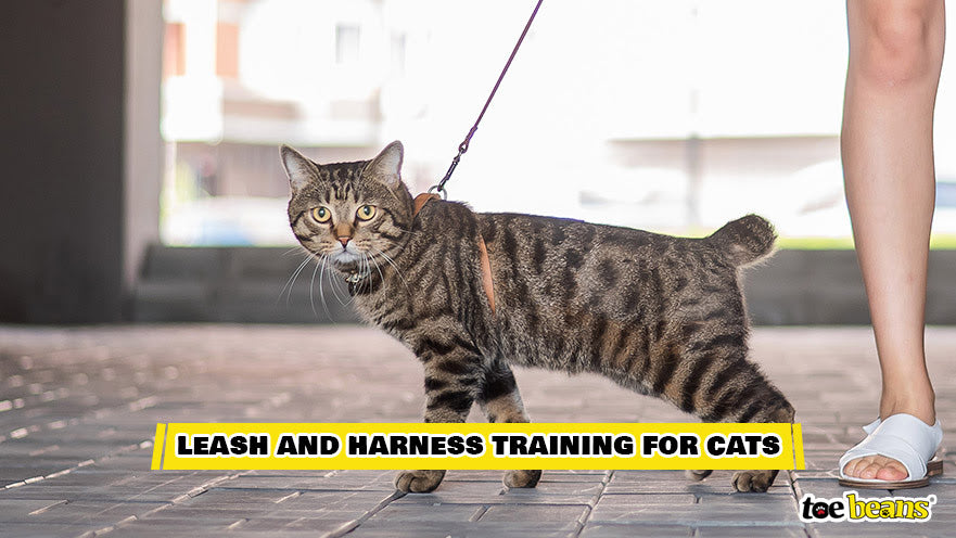 A Cat on a Leash Image by Toe Beans