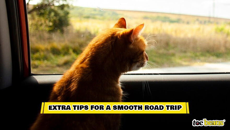 A Cat on a Road Trip Image by Toe Beans