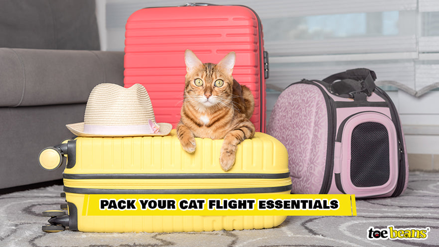A Cat on a Suitcase Image by Toe Beans