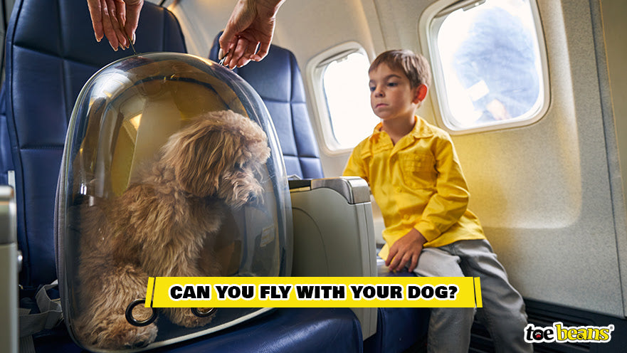 A Child And Their Dog On A Plane Image by Toe Beans