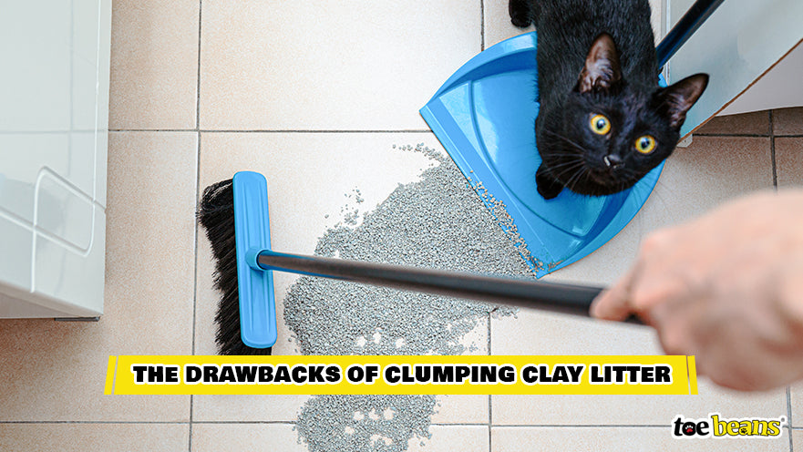 A Clay Cat Litter Mess Image by Toe Beans