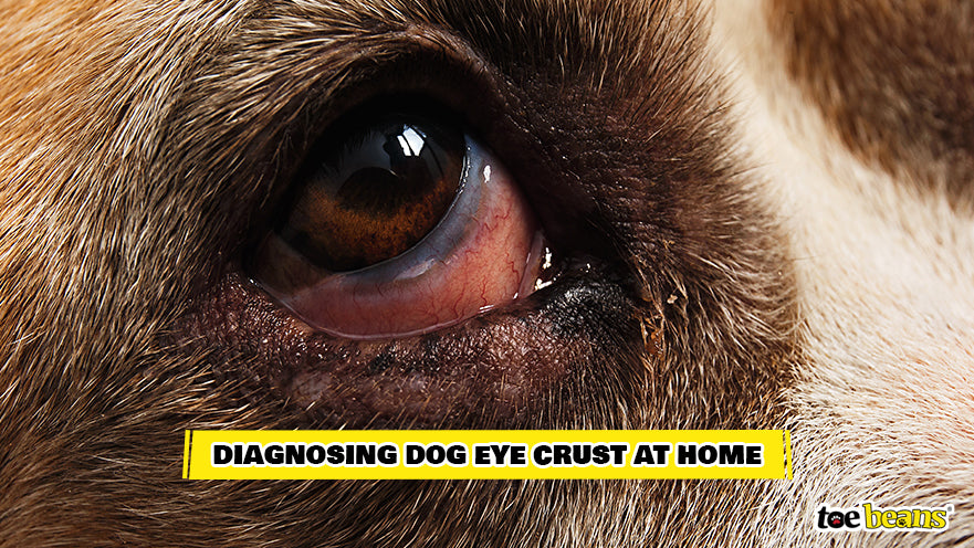 A Crusty Dog Eye Image by Toe Beans