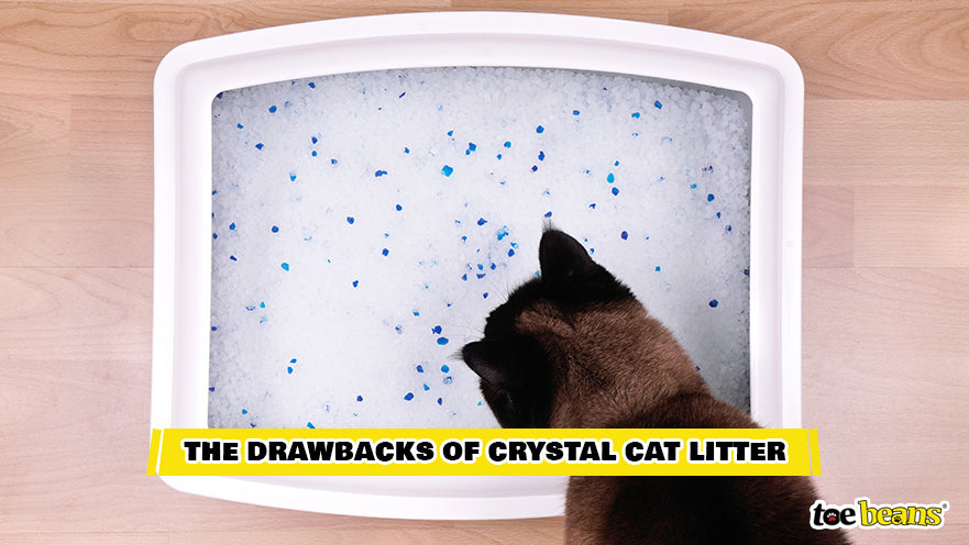 A Crystal Cat Litter Litter Box Image by Toe Beans