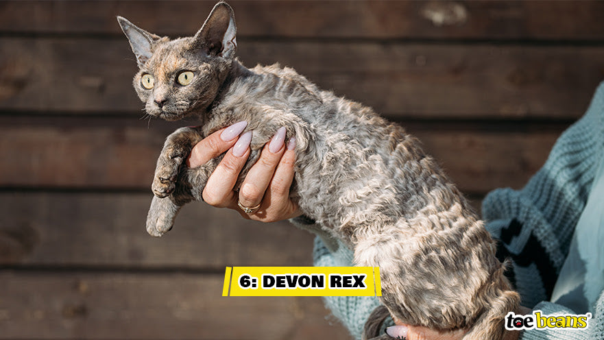 A Devon Rex Cat Image by Toe Beans