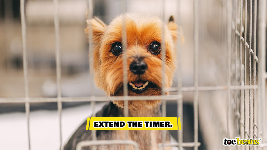 A Dog Being Crate Trained Image by Toe Beans