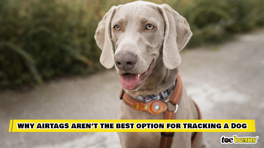 A Dog Being Tracked With an AirTag Image by Toe Beans
