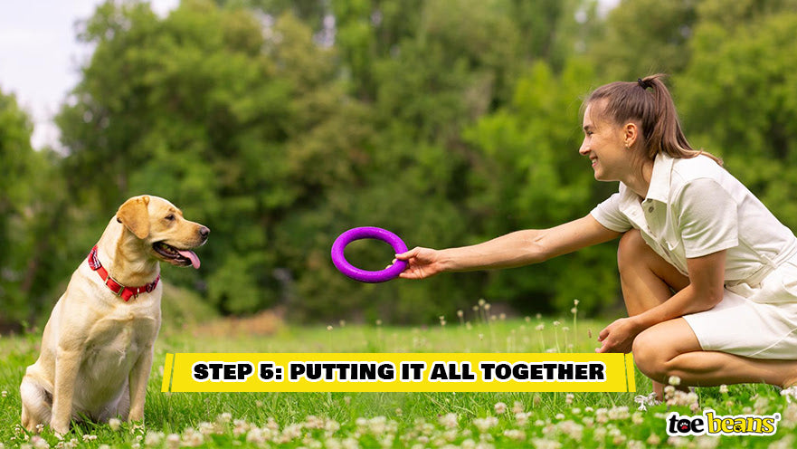 A Dog Being Trained Image by Toe Beans