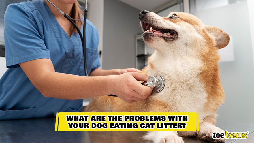 A Dog Being Treated by a Vet Image by Toe Beans