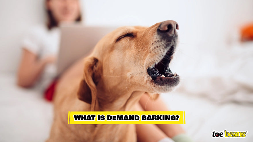 A Dog Demand Barking Image by Toe Beans