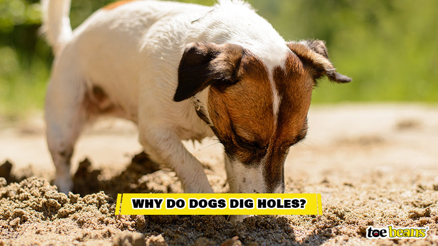 A Dog Digging a Hole Image by Toe Beans