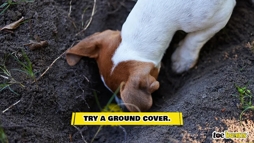 A Dog Digging a Hole in the Dirt Image by Toe Beans