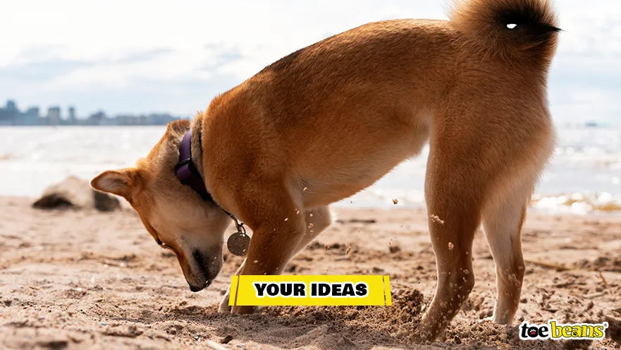 A Dog Digging a Hole in the Sand Image by Toe Beans
