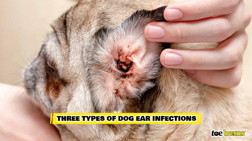 A Dog Ear Infection Image by Toe Beans