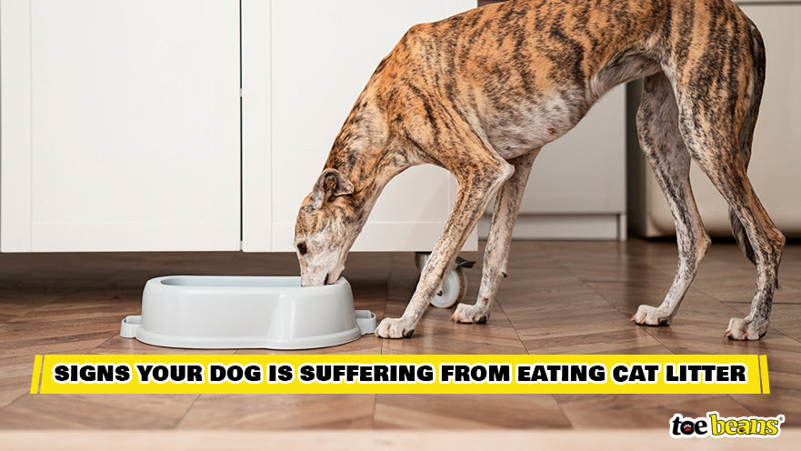 A Dog Eating Cat Litter Image by Toe Beans