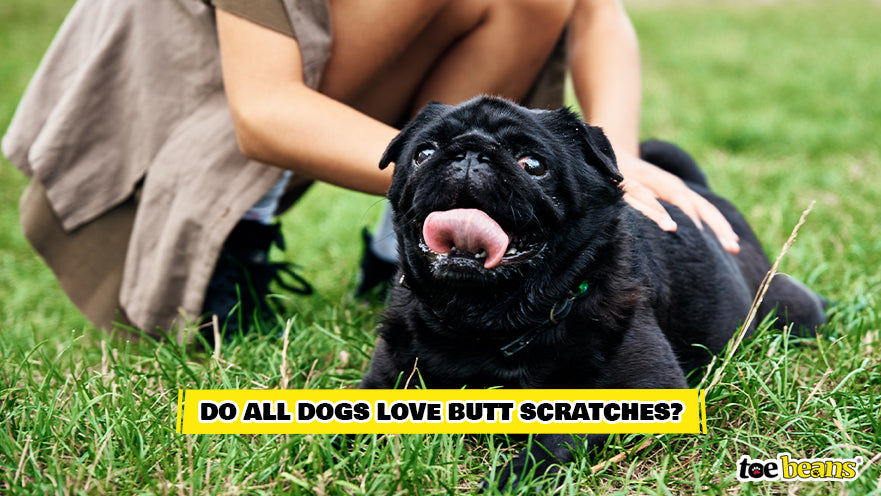 A Dog Getting Scratched Image by Toe Beans