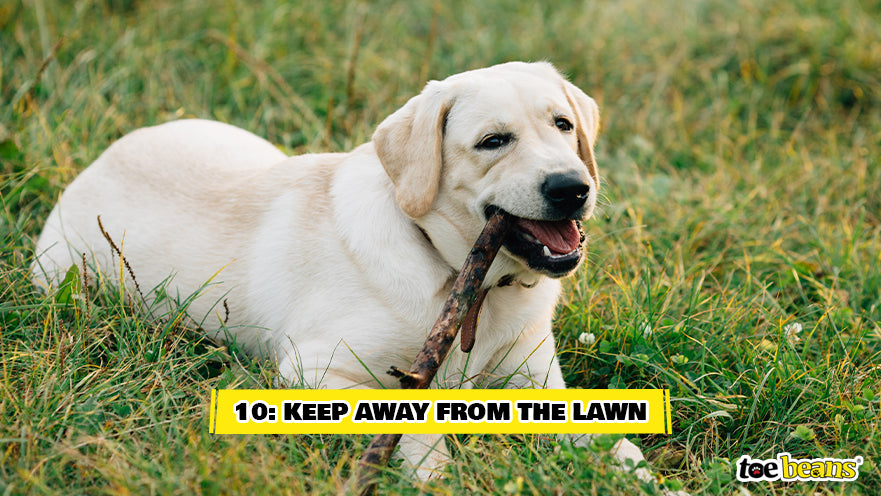 A Dog Laying in Grass Image by Toe Beans