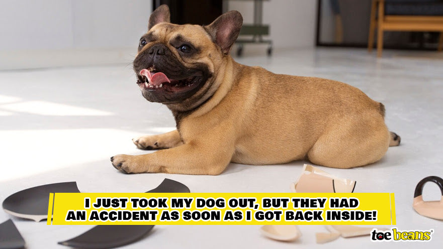 A Dog Misbehaving Image by Toe Beans