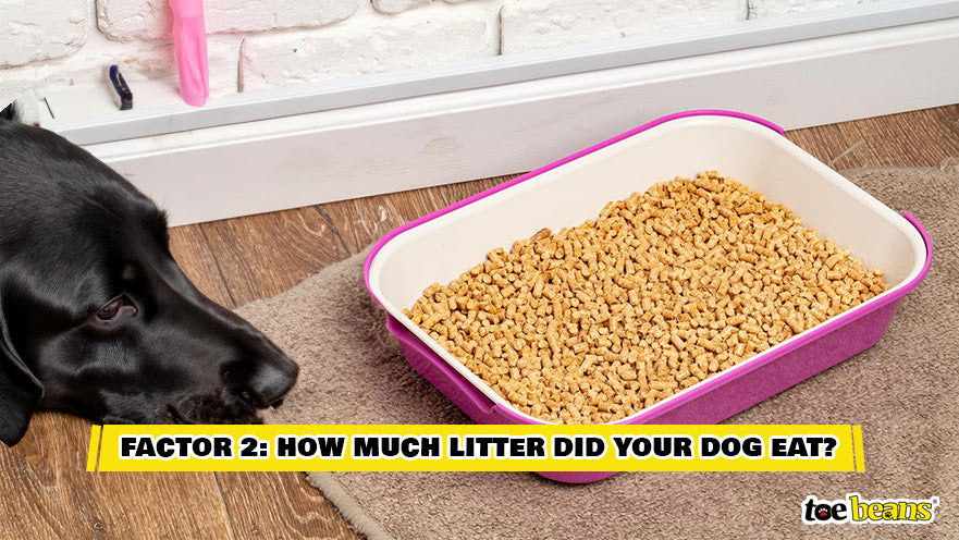 A Dog Next to a Litter Box Image by Toe Beans