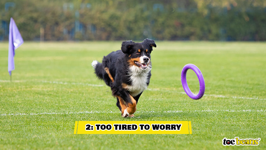A Dog Playing Outside Image by Toe Beans