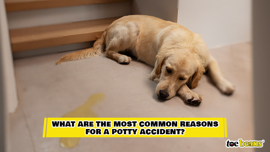 A Dog Potty Accident Image by Toe Beans