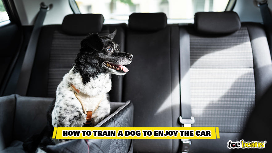 A Dog Sitting In A Car Image by Toe Beans